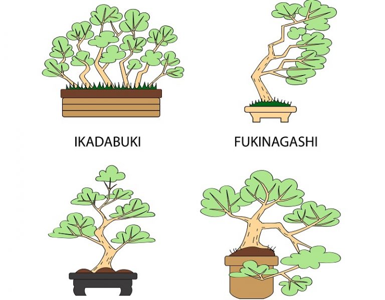 Bonsai Pflege & schneiden für Anfänger